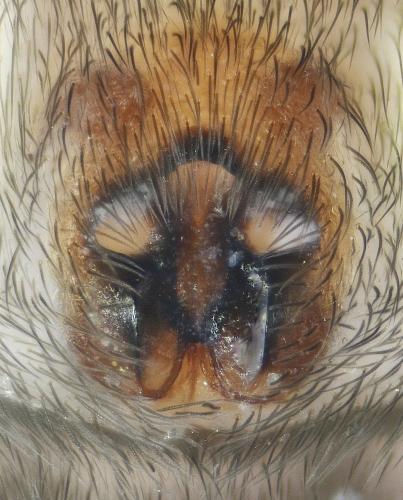 Réf. 222 918 : Scotophaeus scutulatus
